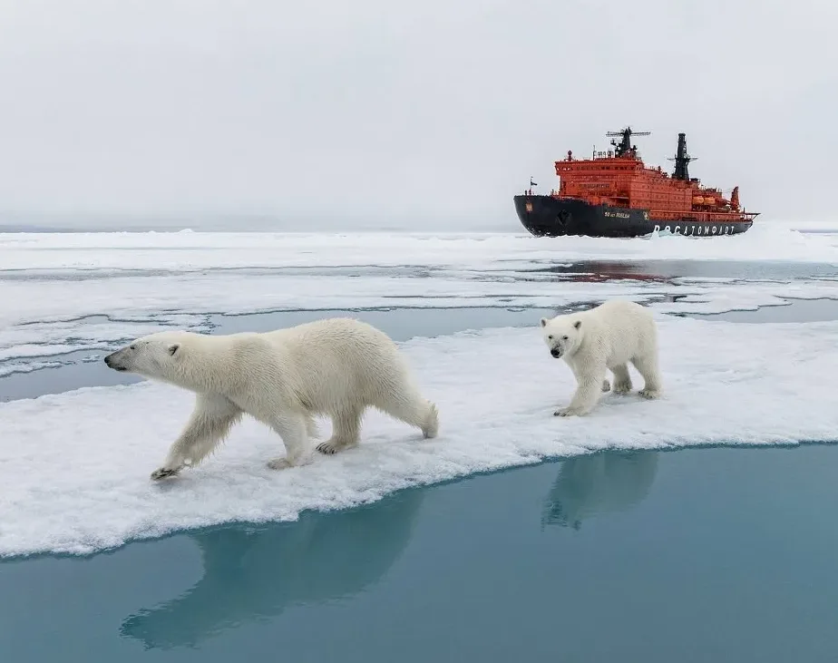 Наблюдение за белыми медведями — одно из развлечений в круизе на Северный полюс. Фотография предоставлена гостем